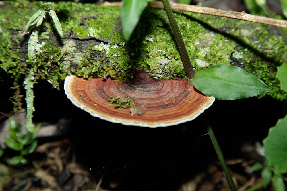 a close up of a mushroom on the ground