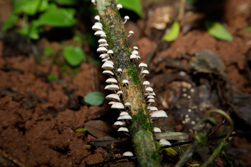 a close up of a plant with white flowers