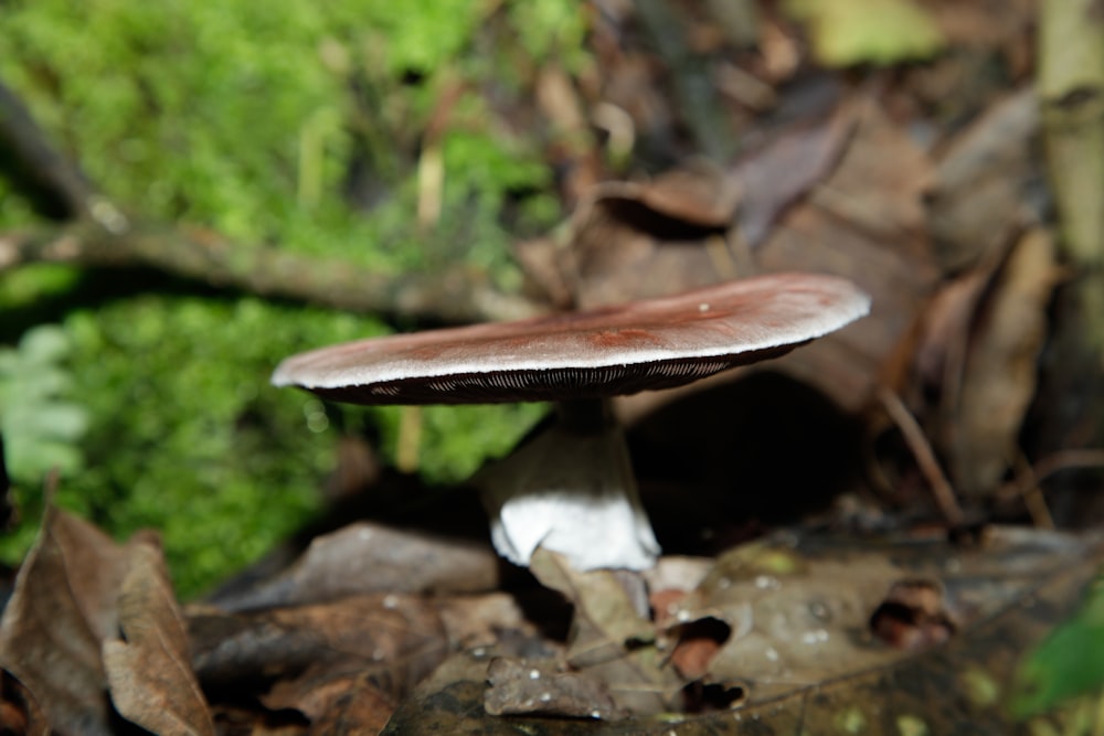 a mushroom sitting on the ground in the woods