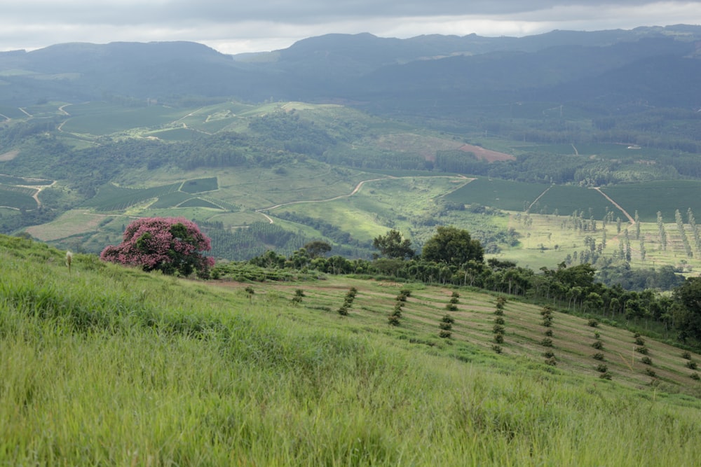 a lush green hillside covered in lush green trees