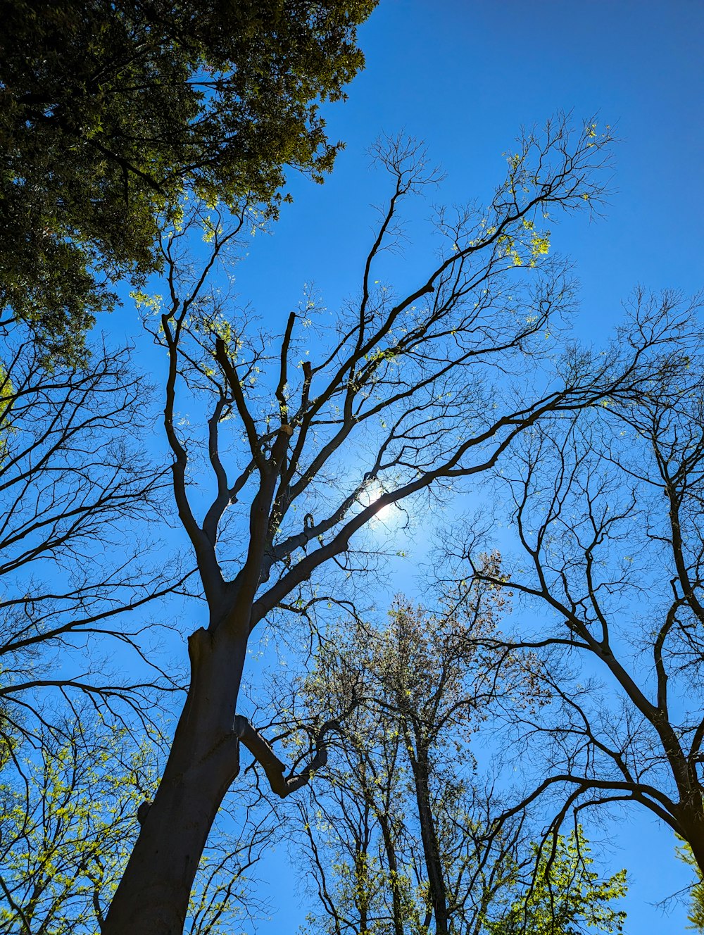 the sun shines through the branches of trees