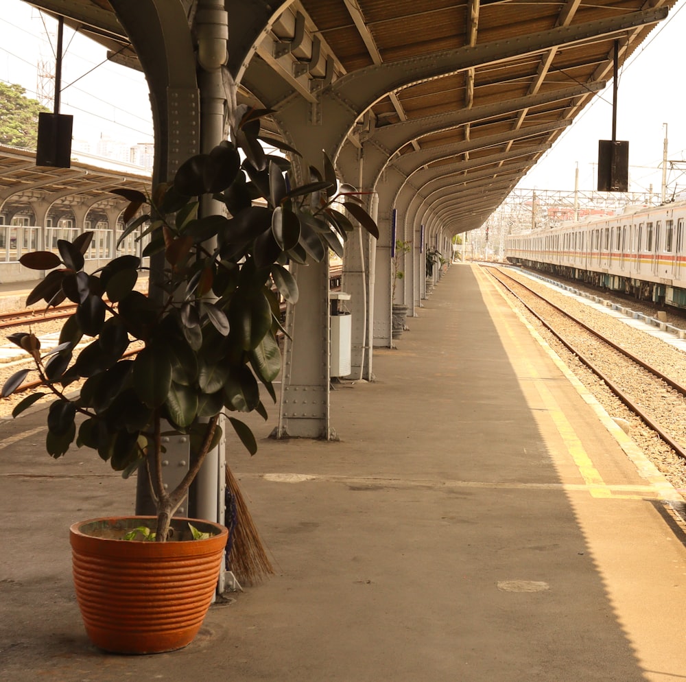 a train station with a potted plant on the platform