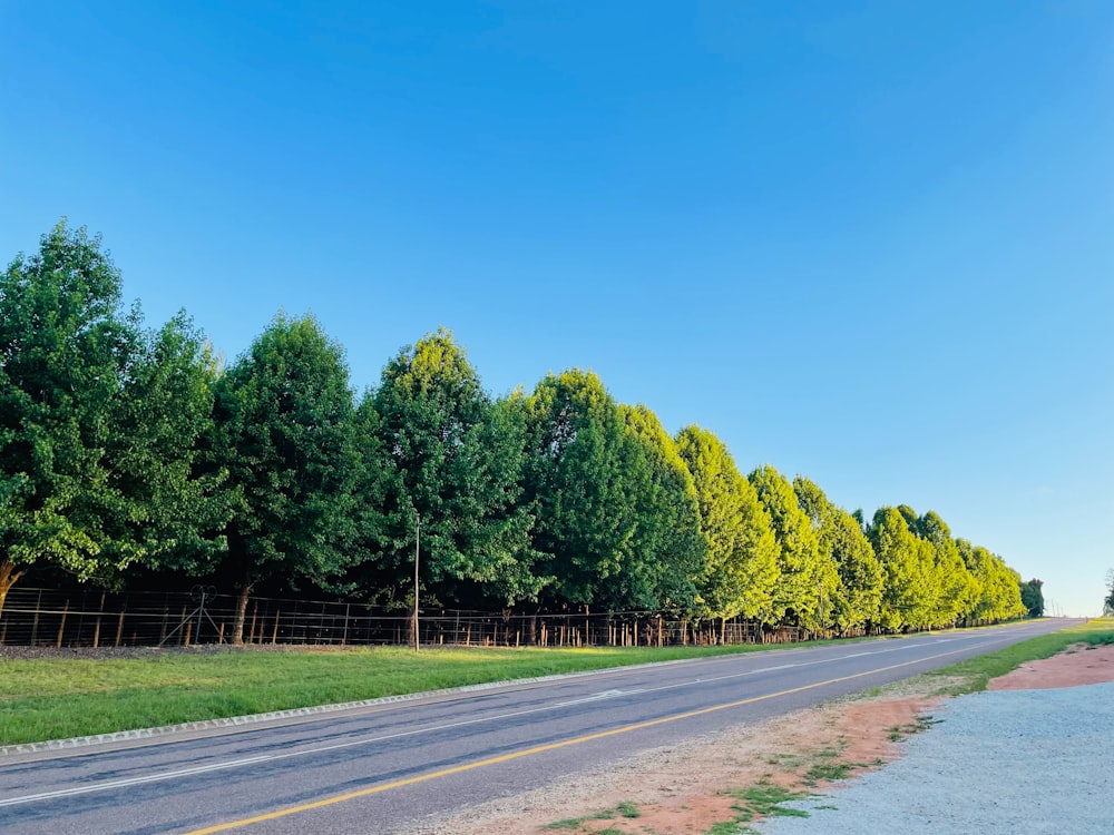 a row of trees along the side of a road