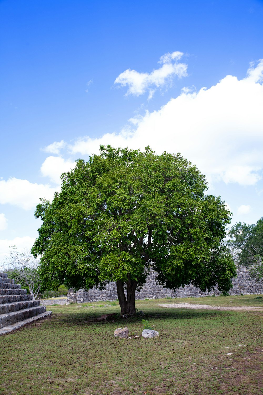 a large tree in a grassy area next to a stone wall