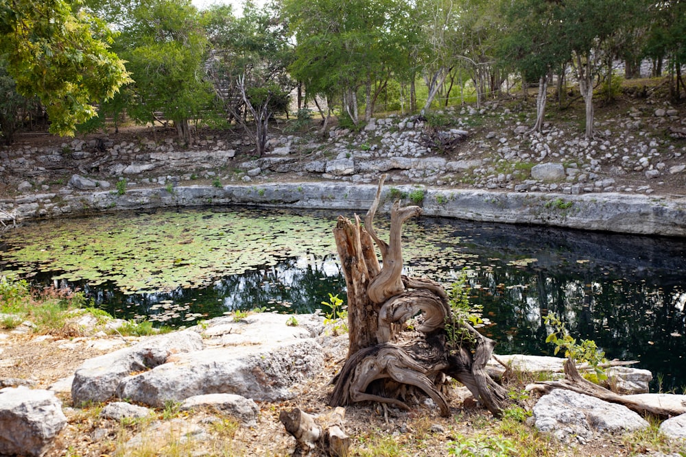 a tree stump sitting in front of a pond