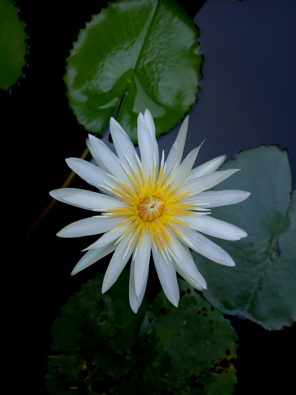 a white and yellow flower sitting on top of a green leaf