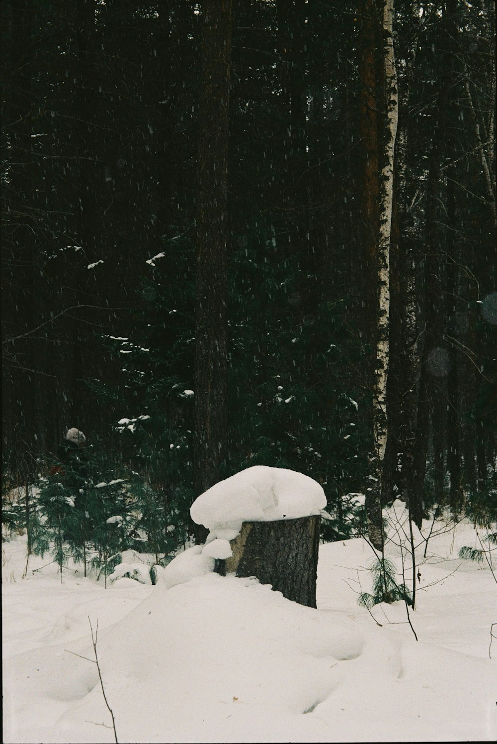 a snow covered bench in the middle of a forest