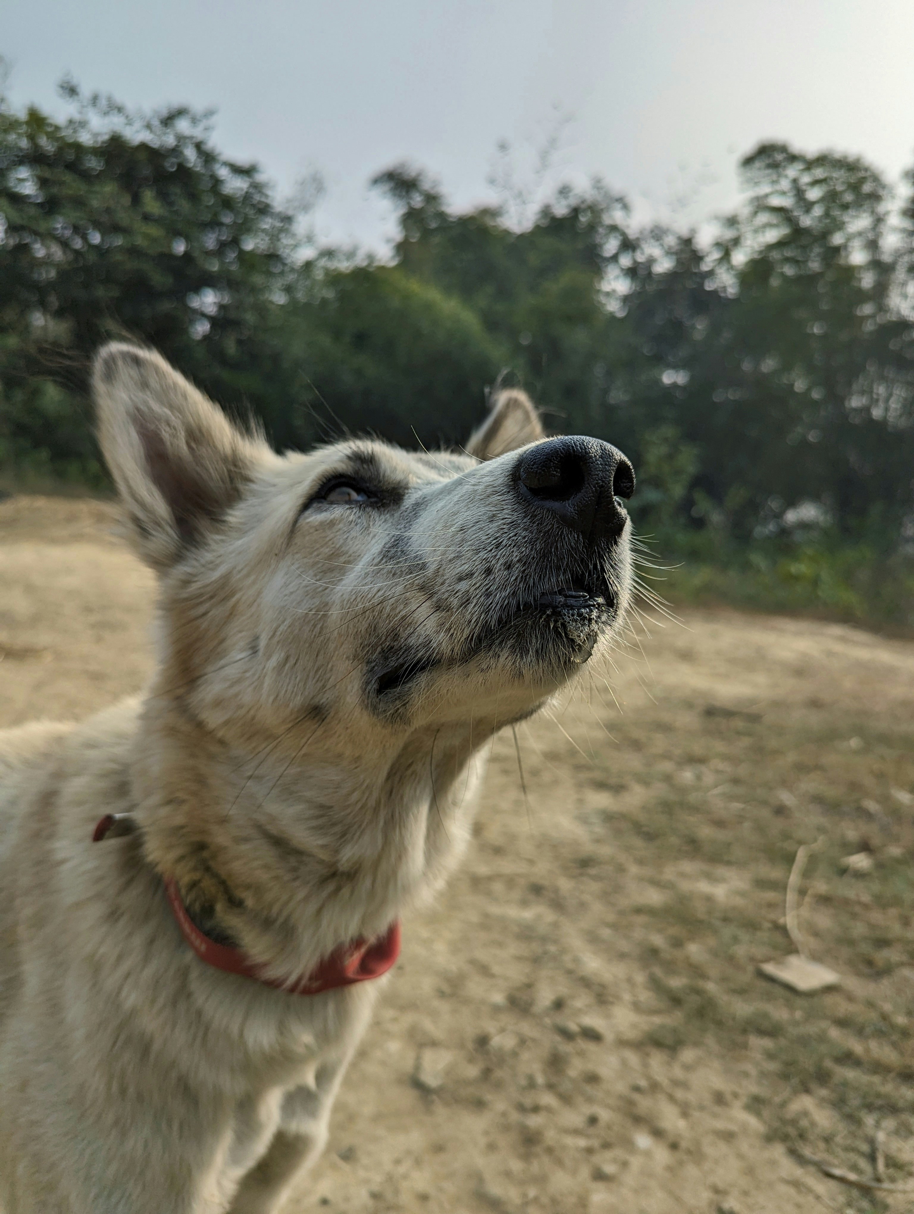 a close up of a dog looking up at something