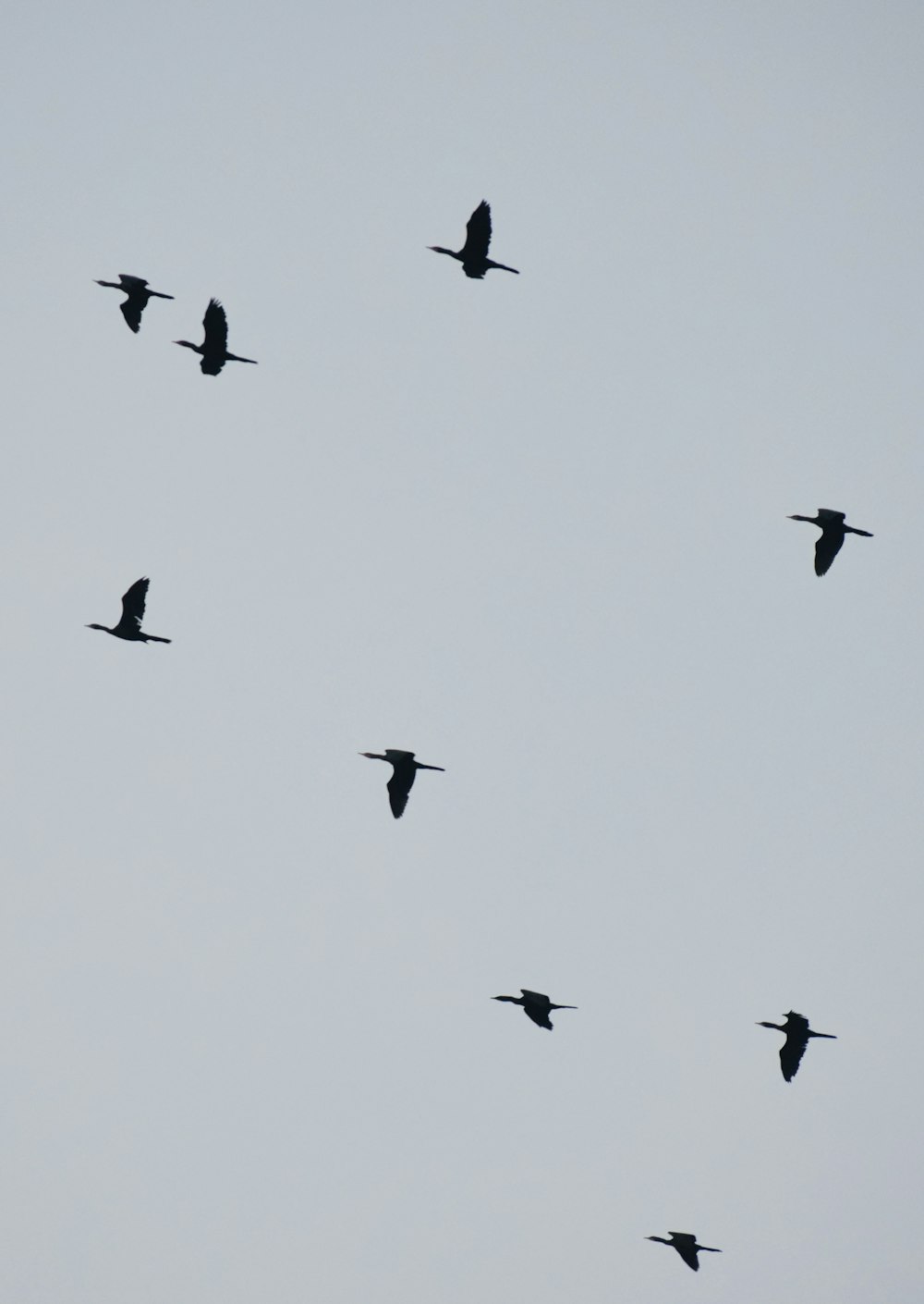 a flock of birds flying through a cloudy sky