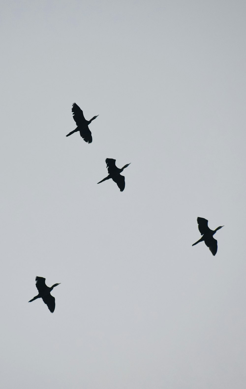 a flock of birds flying through a cloudy sky