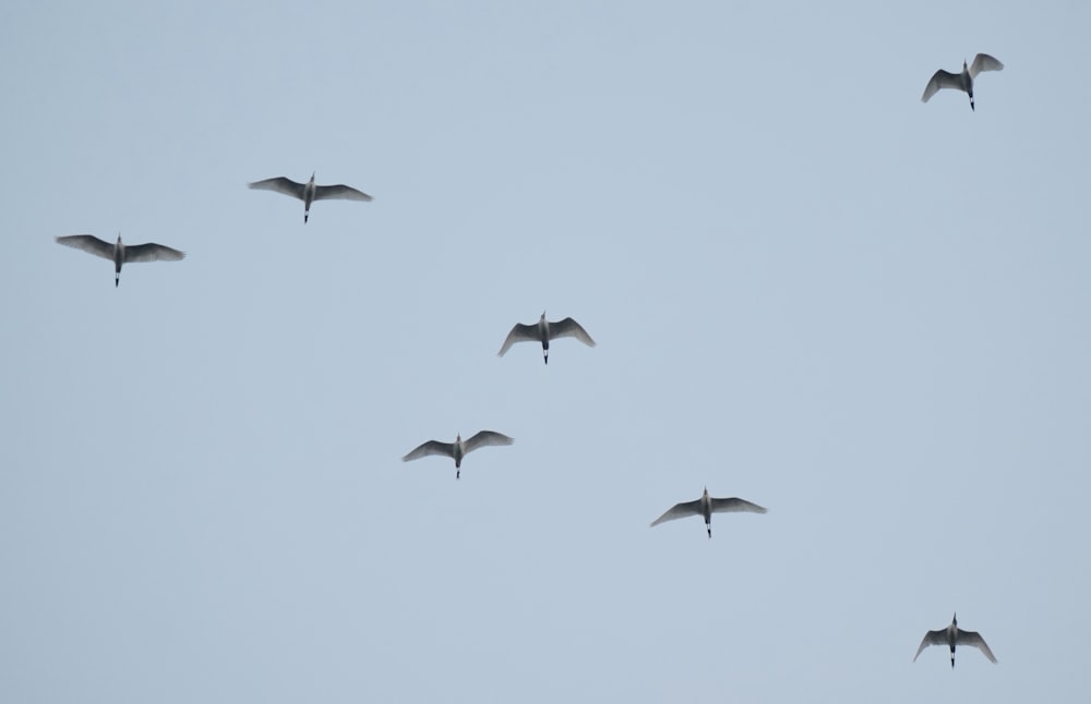 a flock of birds flying through a blue sky