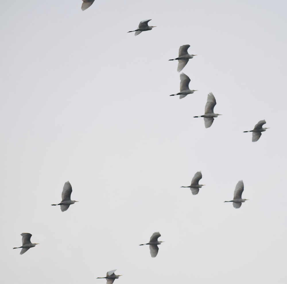 a flock of birds flying in the sky