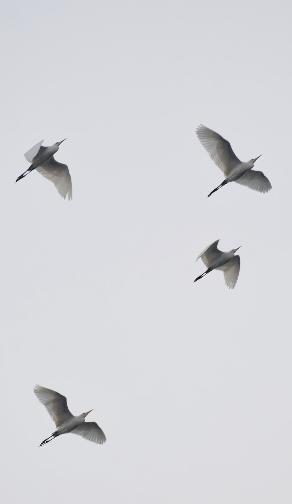 a flock of birds flying through a cloudy sky