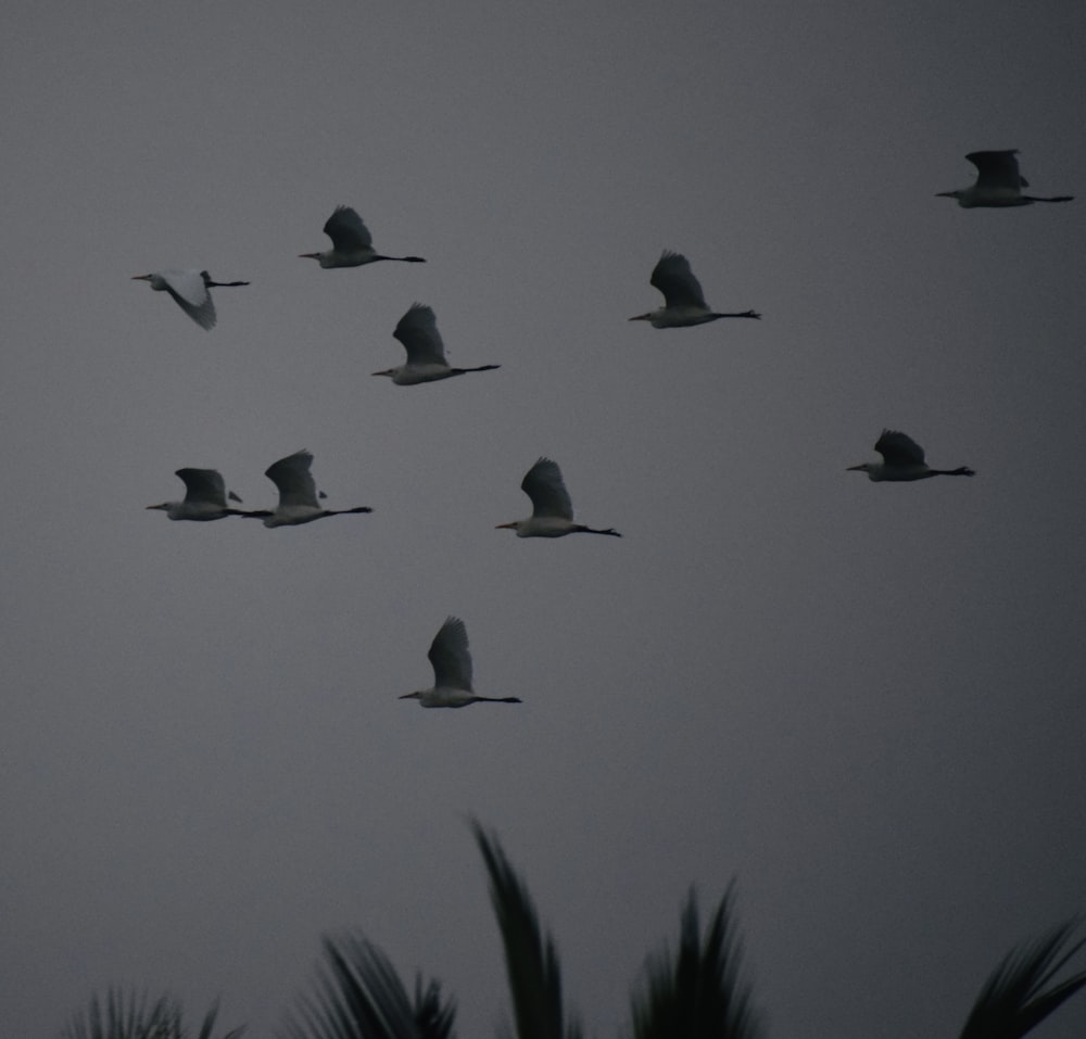 a flock of birds flying through a cloudy sky