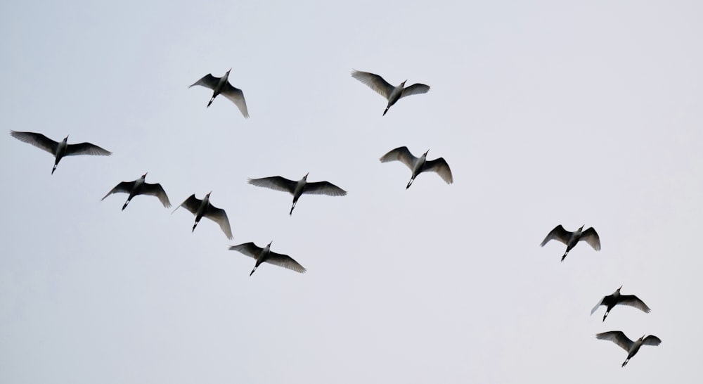 a flock of birds flying in the sky