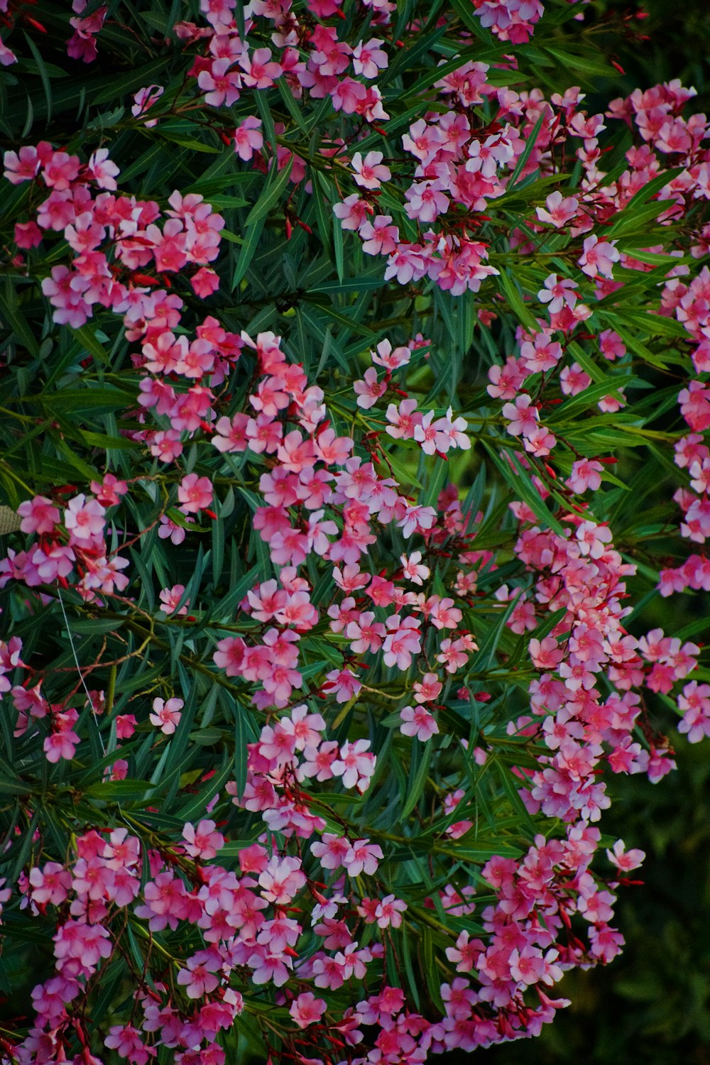 a bunch of pink flowers that are in the grass