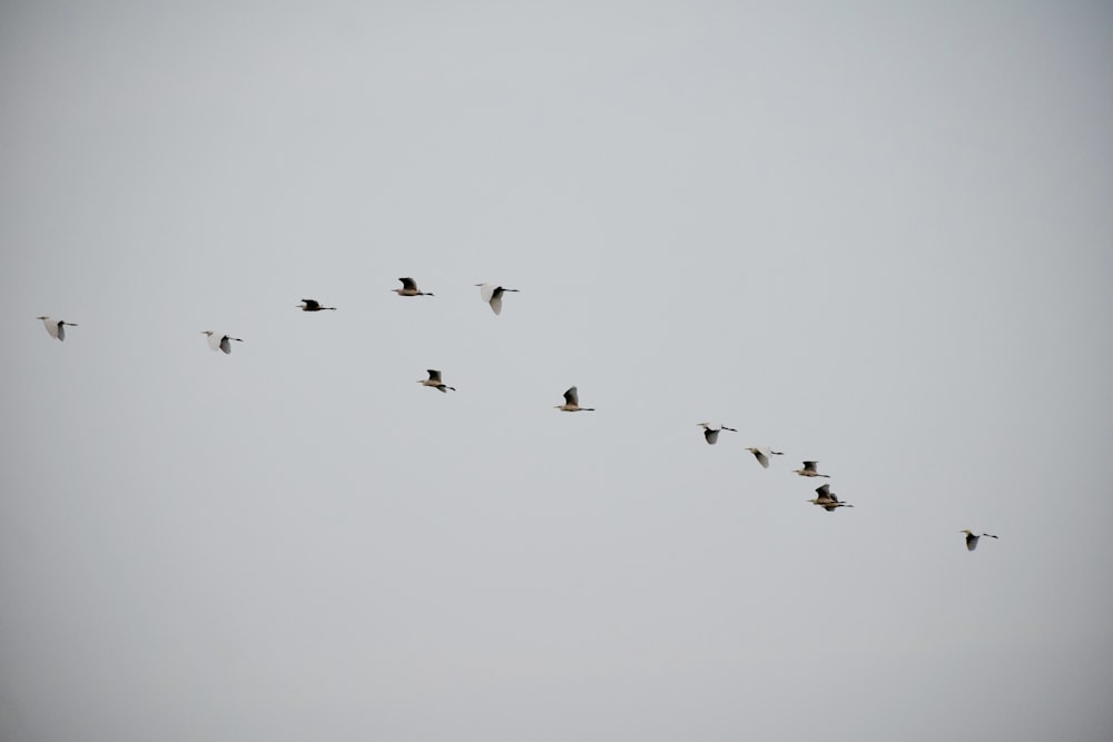a flock of birds flying through a gray sky