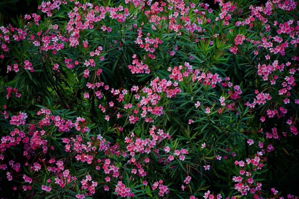 a bunch of pink flowers that are in the grass