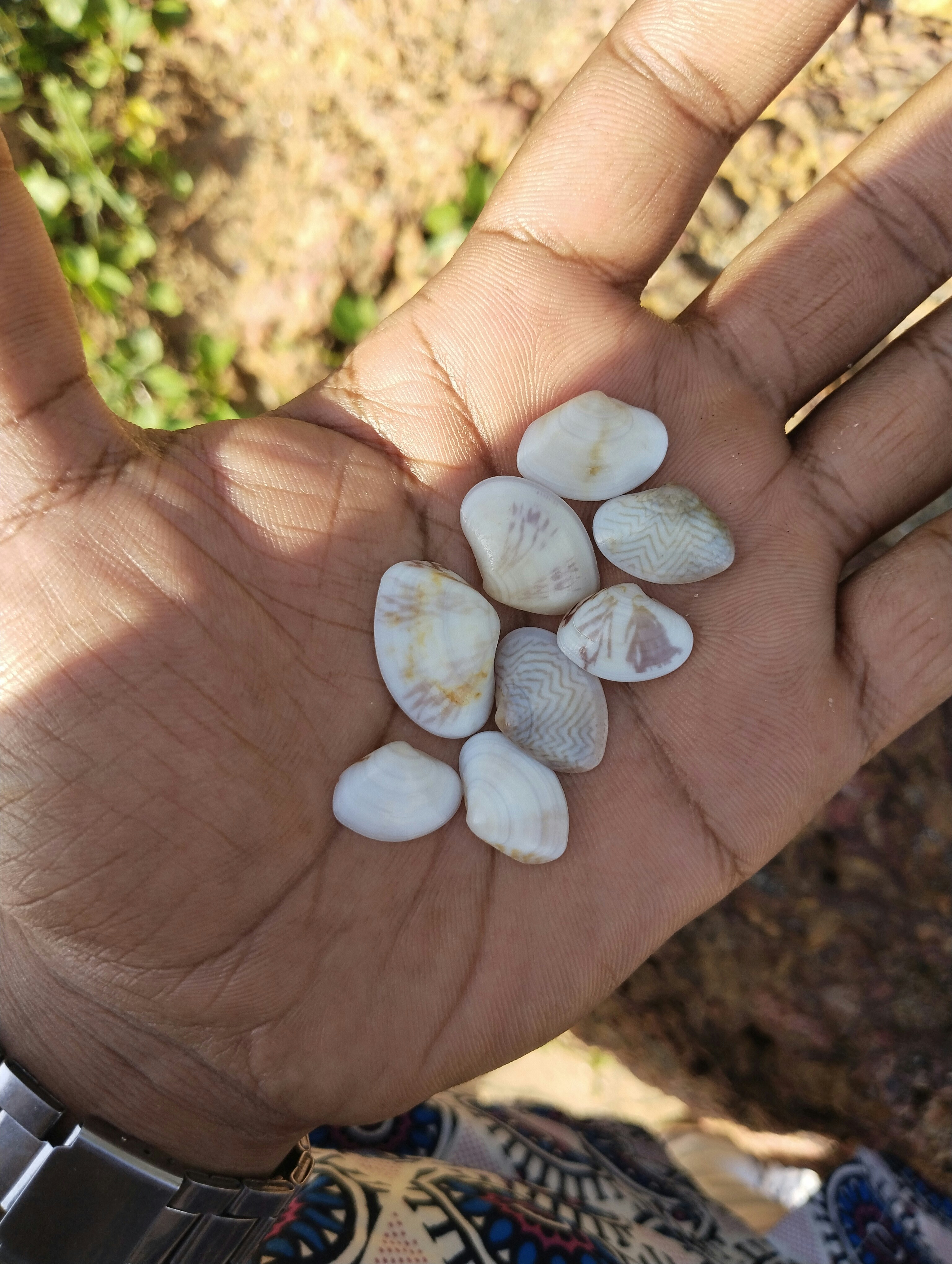 a person holding a handful of shells in their hand