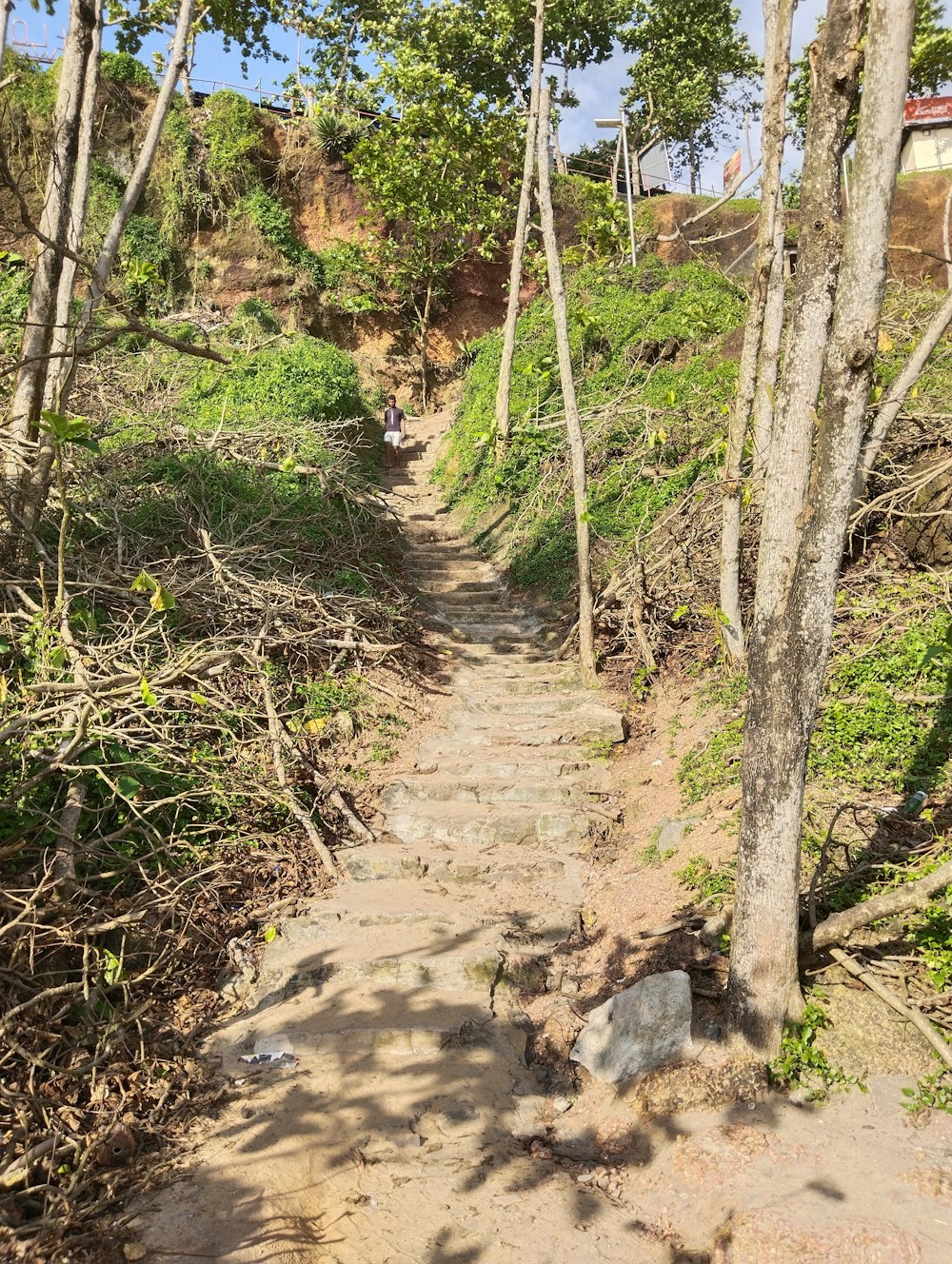 a dirt path in the middle of a forest