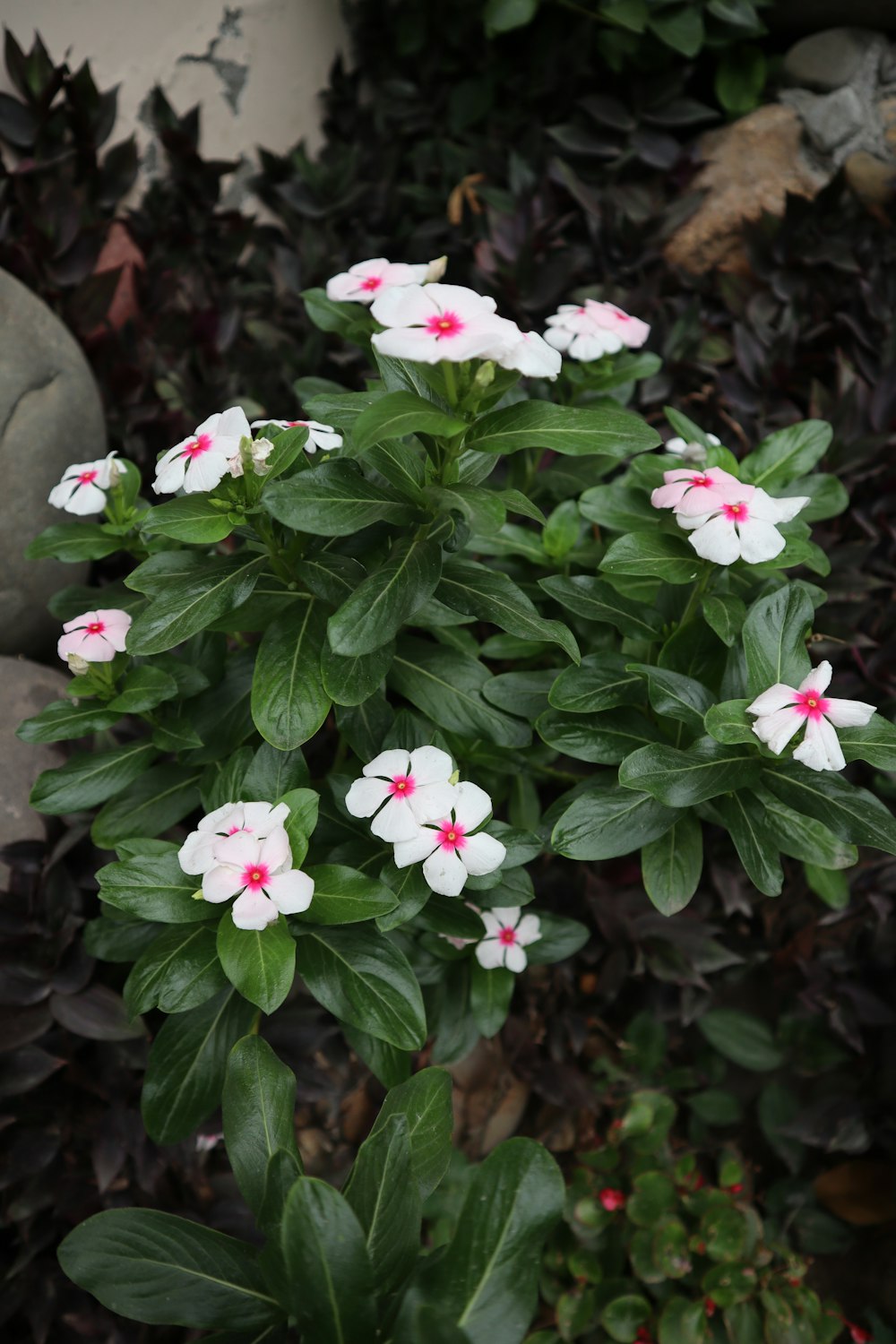 a group of white and red flowers in a garden