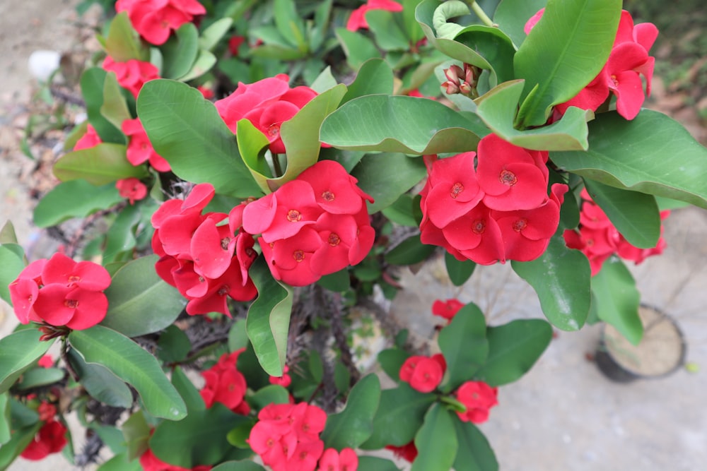 a group of red flowers with green leaves