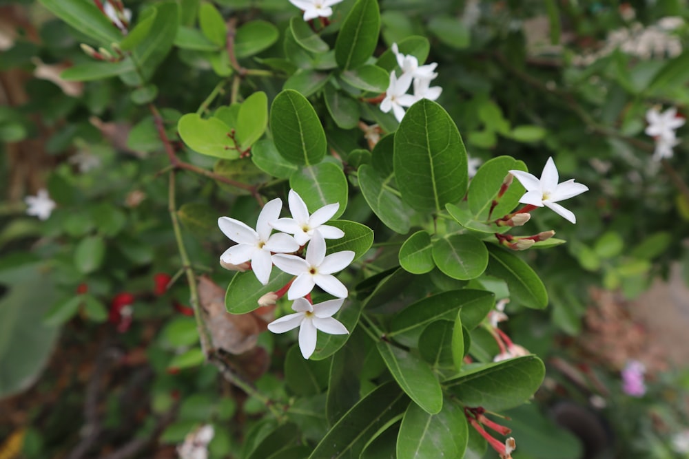 a bush with white flowers and green leaves