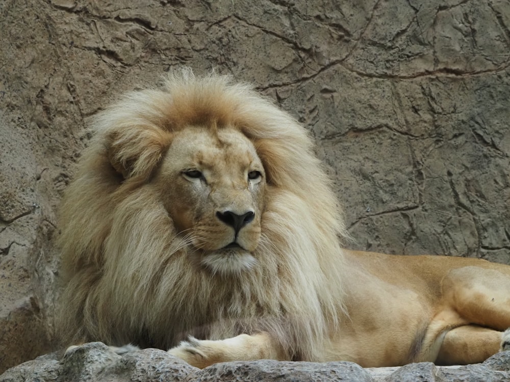 a large white lion laying on top of a rock