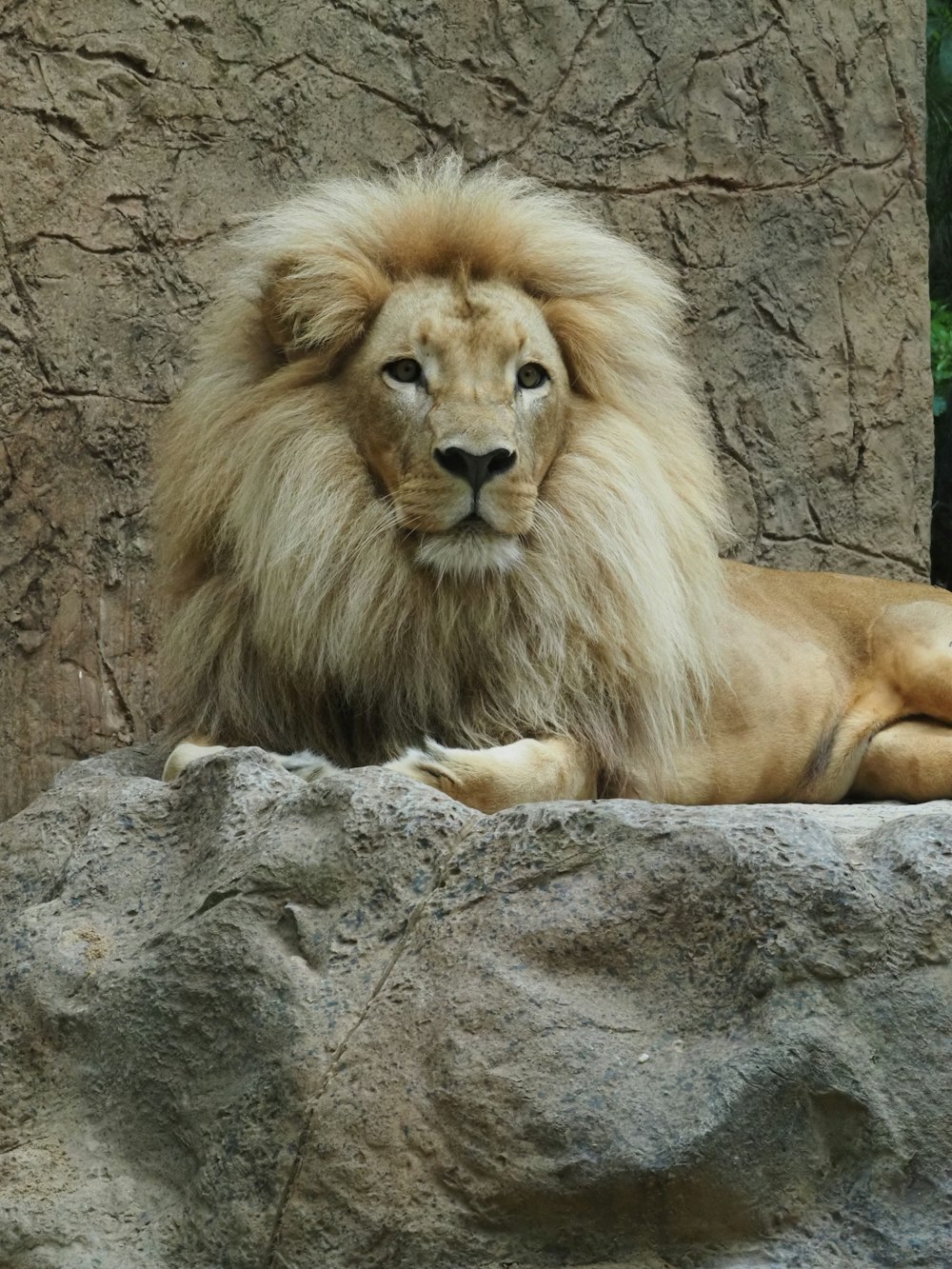 a large lion laying on top of a rock