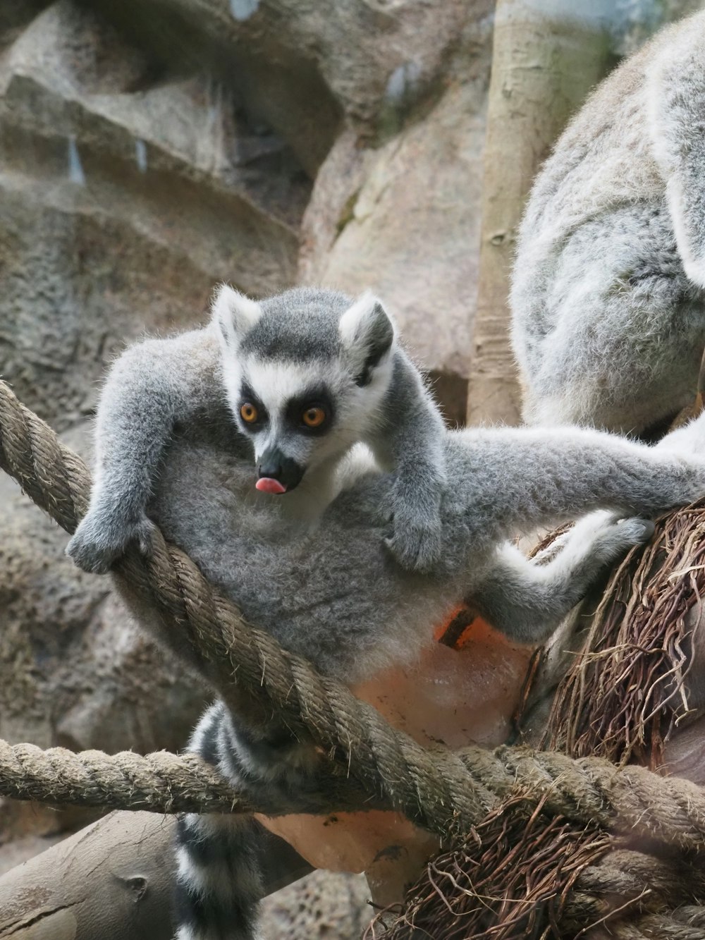 a small gray and white animal sitting on a tree branch