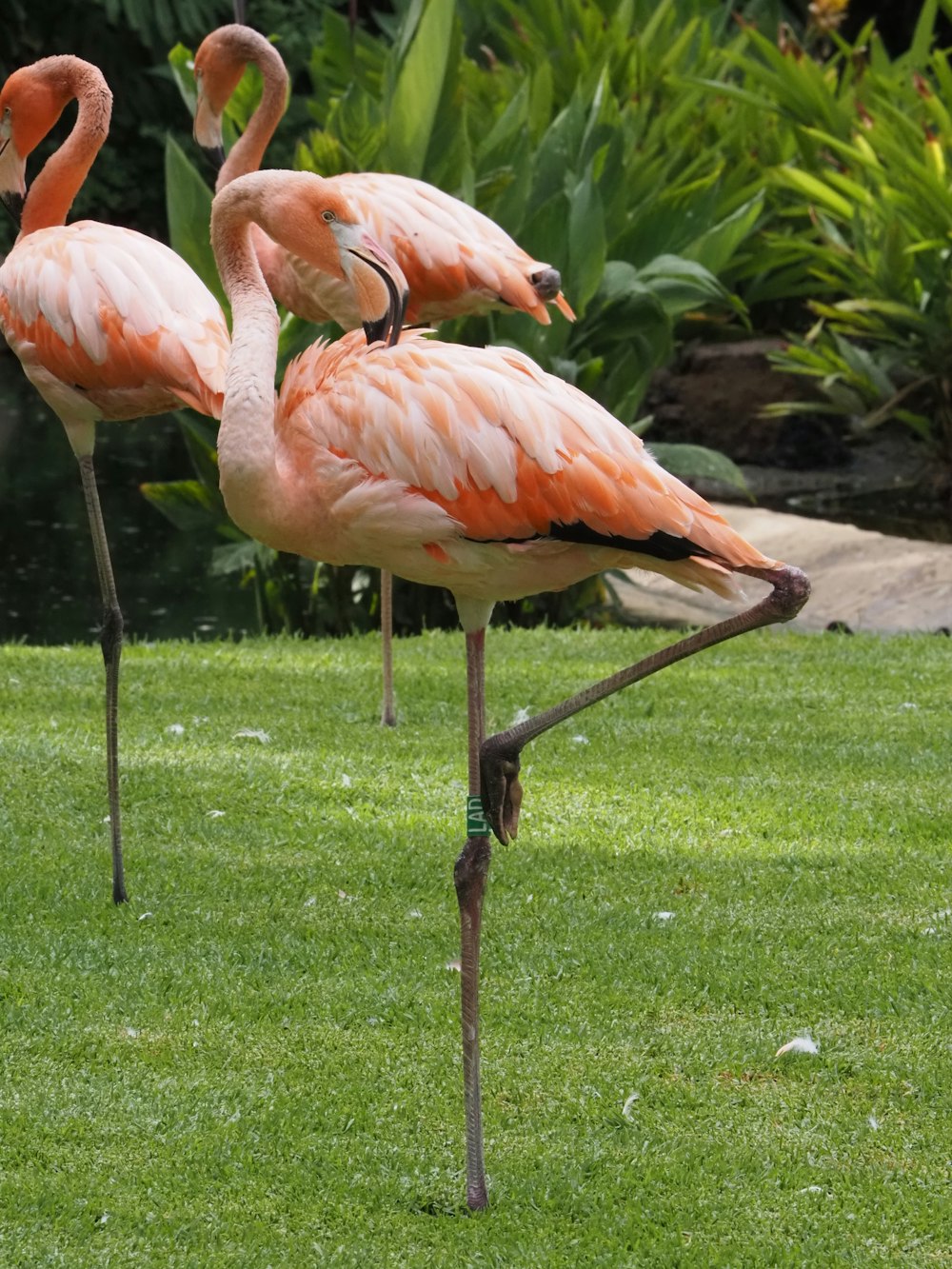 a group of flamingos standing on top of a lush green field
