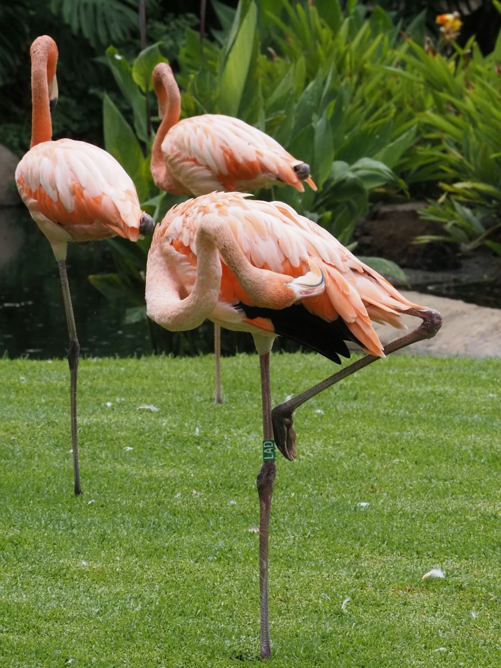 three pink flamingos standing on top of a lush green field