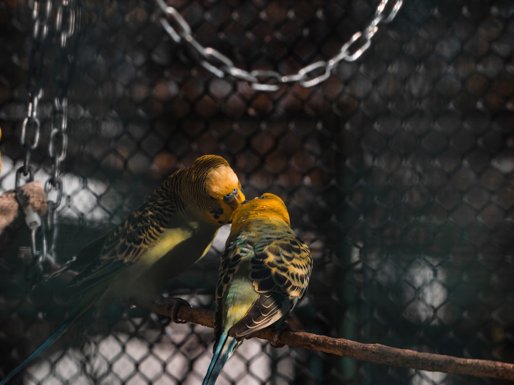 a couple of birds that are sitting on a branch