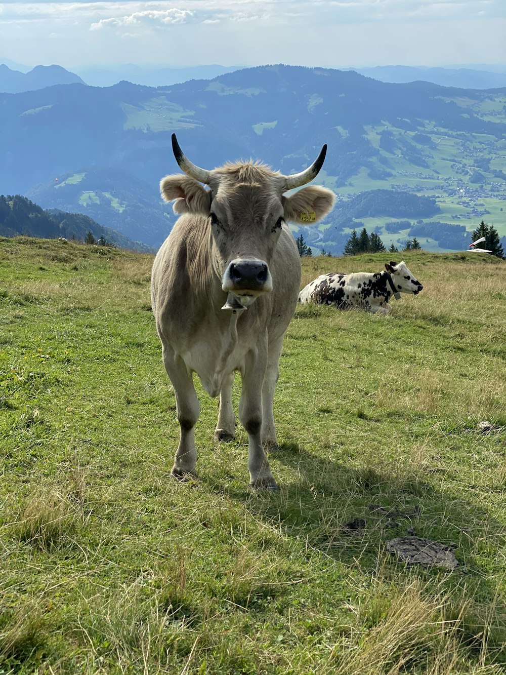 a cow standing on top of a grass covered field