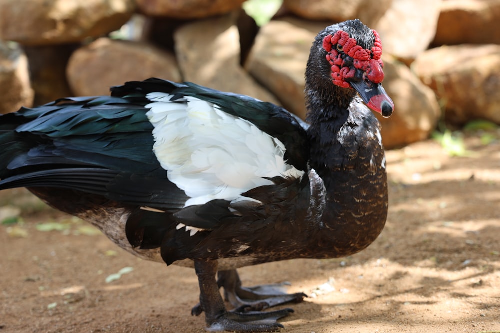 a close up of a bird on a dirt ground