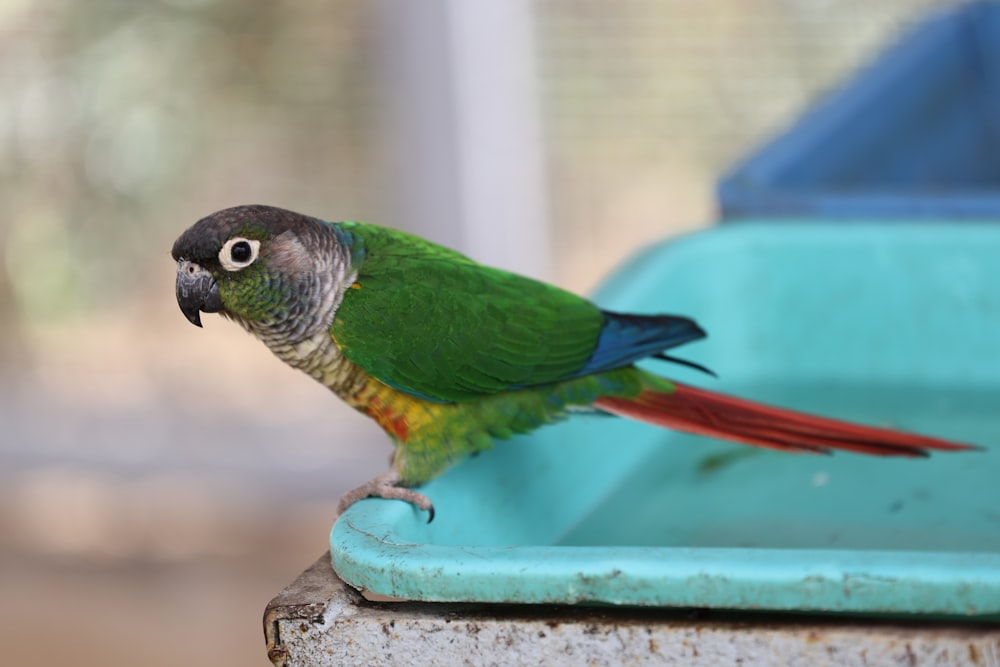 a colorful bird standing on top of a blue container