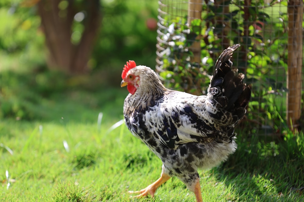 a black and white chicken standing in the grass