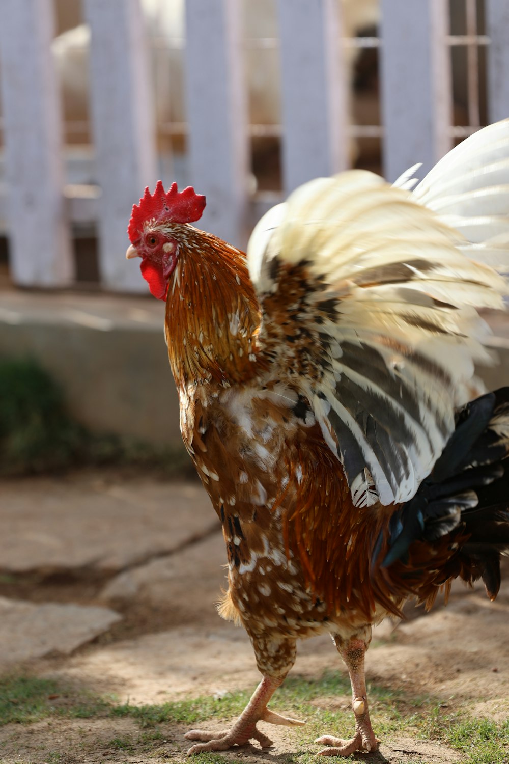 a rooster standing on top of a grass covered field