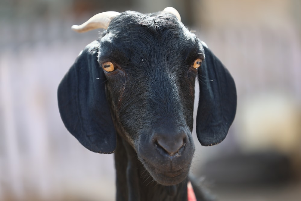 a close up of a goat's face with a blurry background