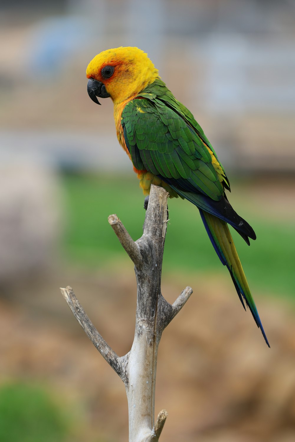 a yellow and green parrot perched on top of a tree branch