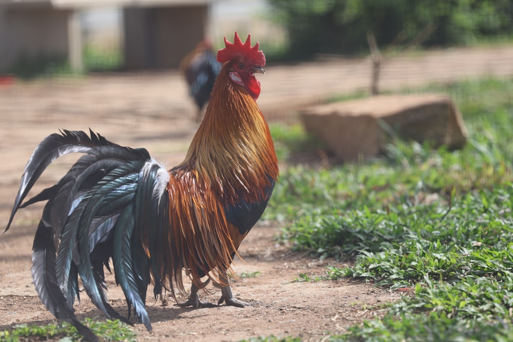 a rooster is standing on a dirt road