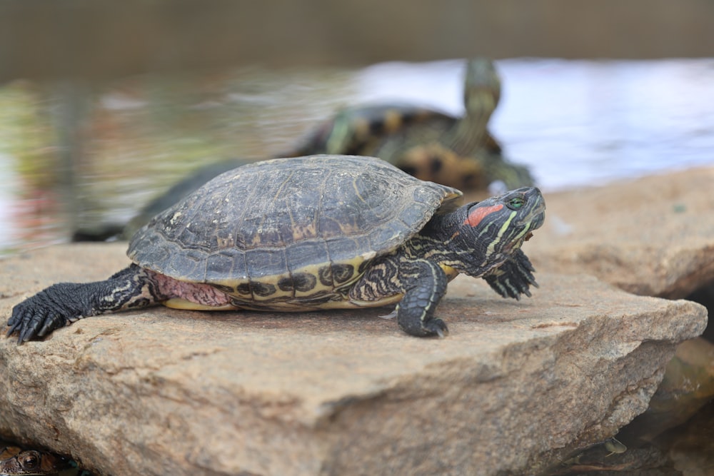 a couple of turtles sitting on top of a rock