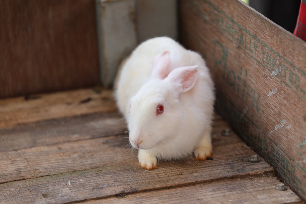 a white rabbit sitting in a wooden crate