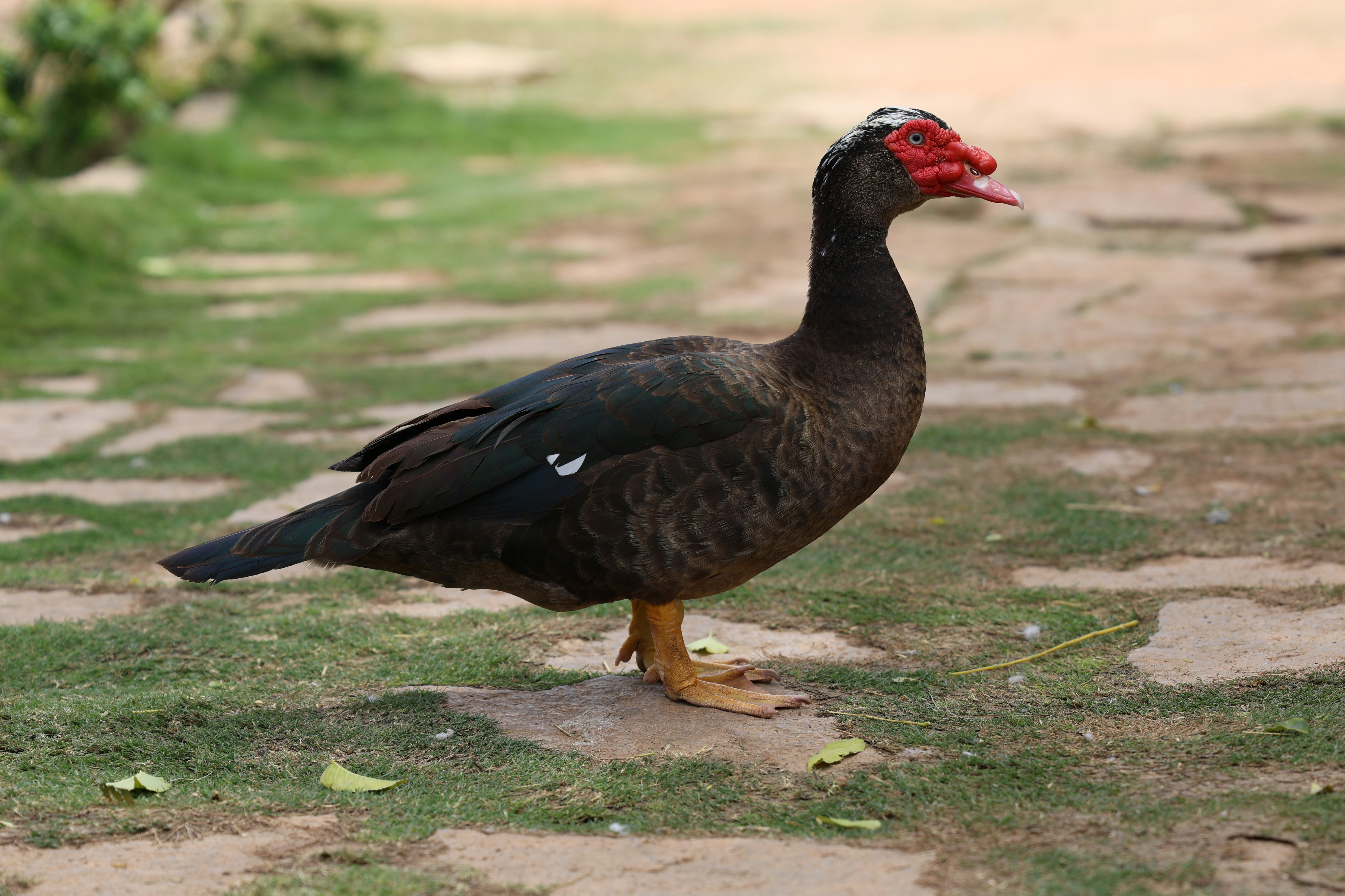 a black bird with a red beak standing on the ground