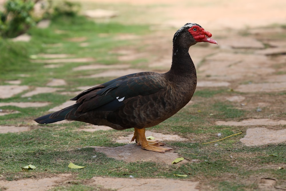 a black bird with a red beak standing on the ground