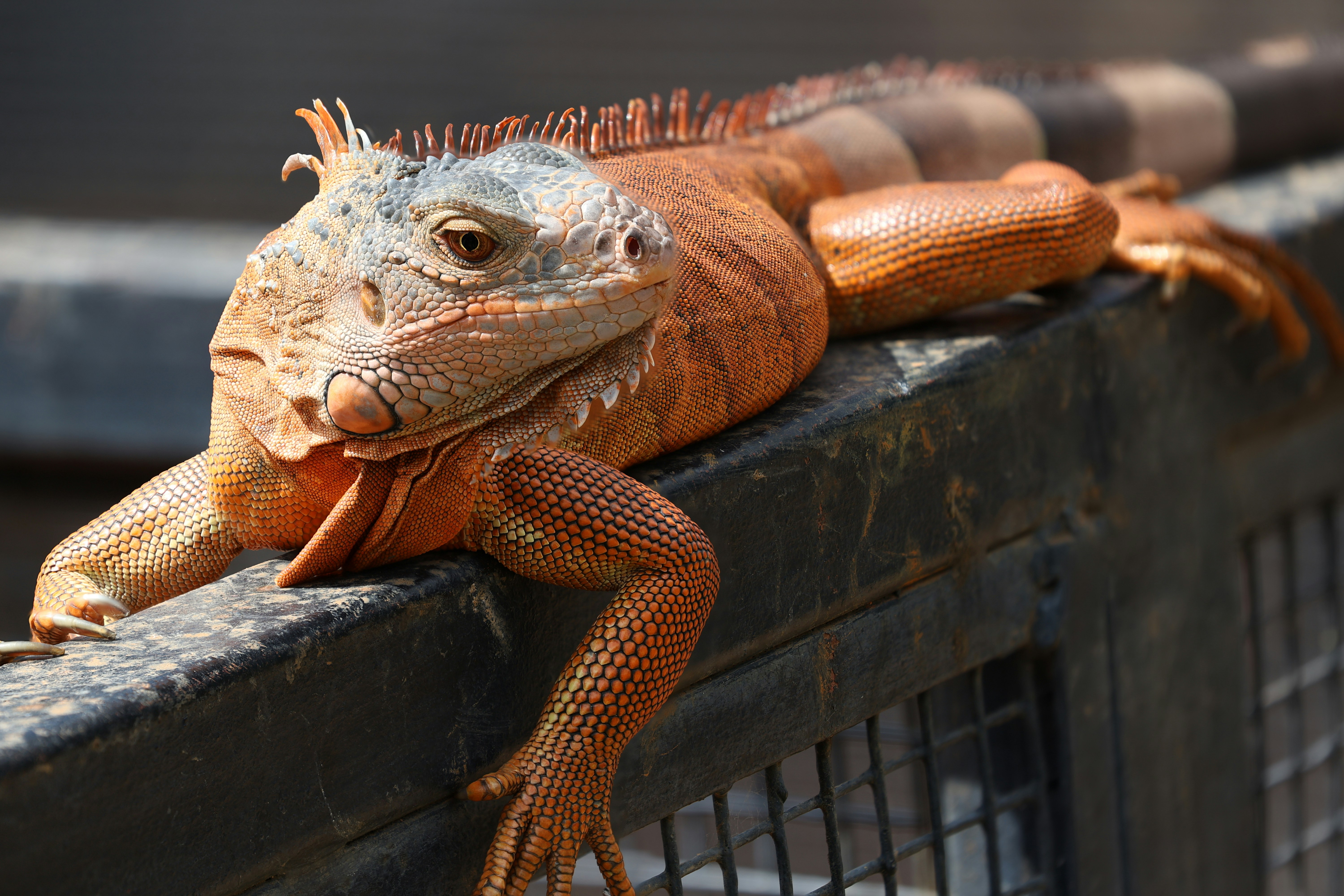 a large lizard sitting on top of a metal fence