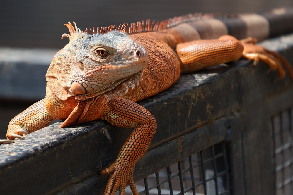 a large lizard sitting on top of a metal fence