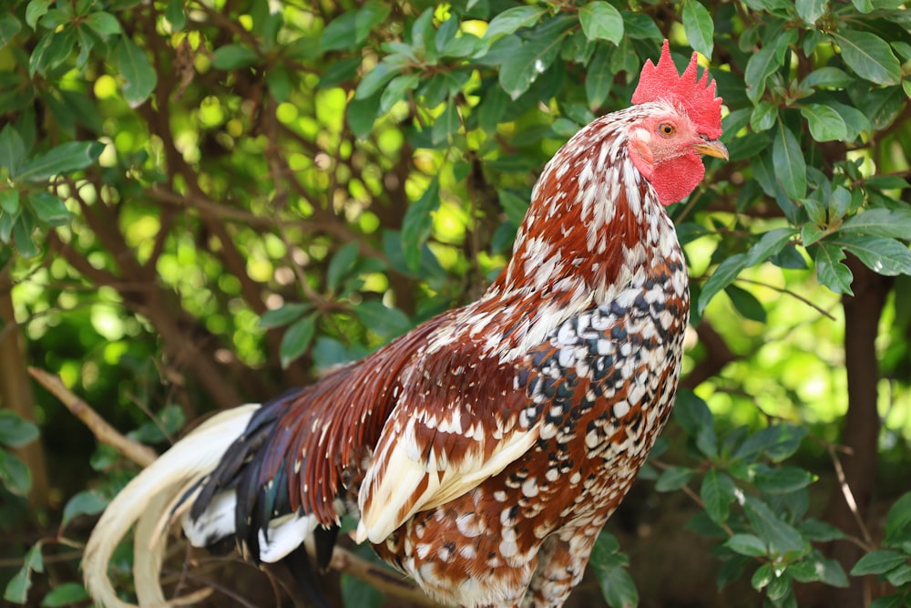 a brown and white rooster standing on top of a tree