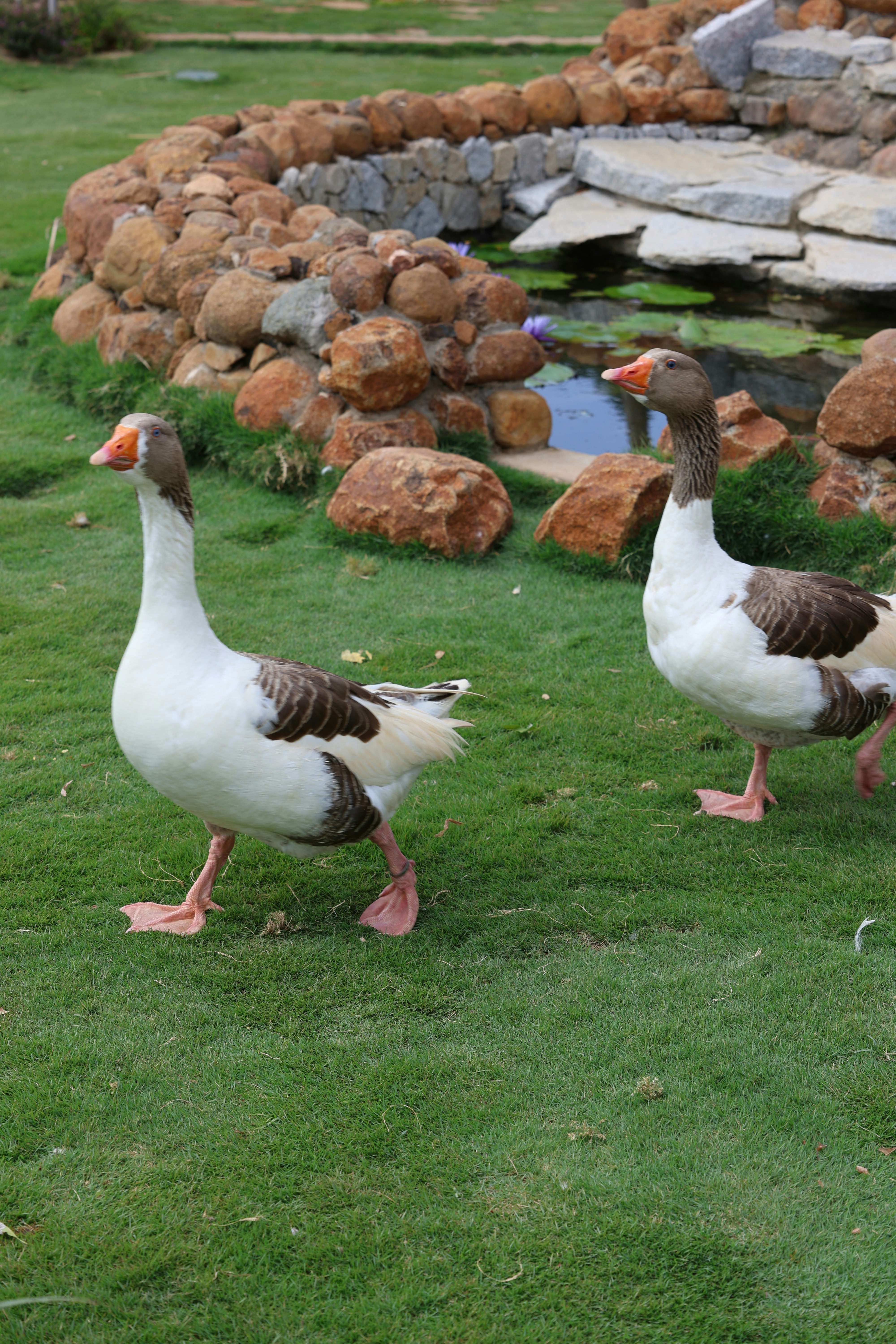 a couple of ducks standing on top of a lush green field