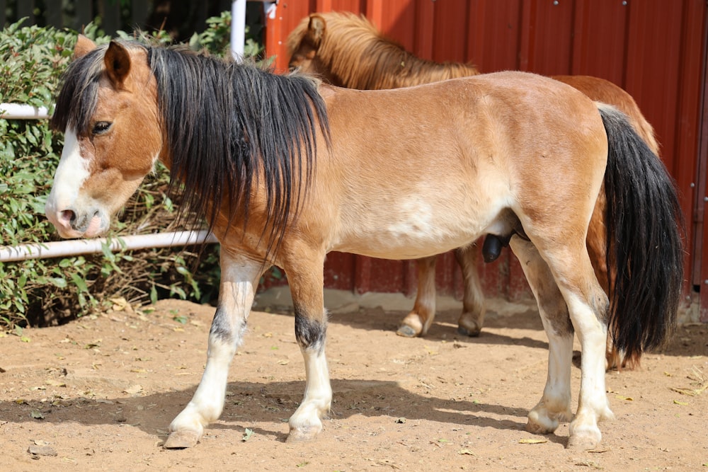 a brown and black horse standing next to a fence